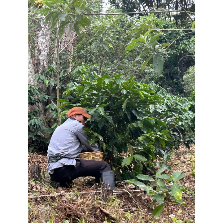 Finca Union Mexique Finca Union Mexique