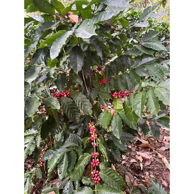 Finca Union Mexique Finca Union Mexique