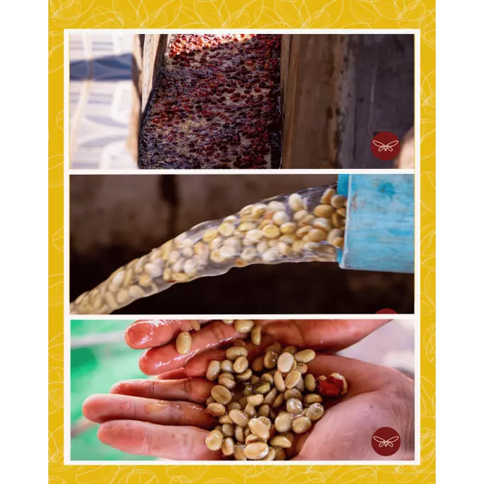 Café-du-Moment-en-Grain-GoldenGong-Birmanie