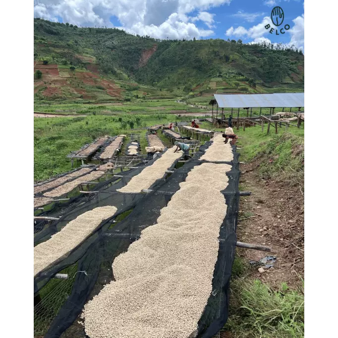 Café en grain Burundi - Shikankoni