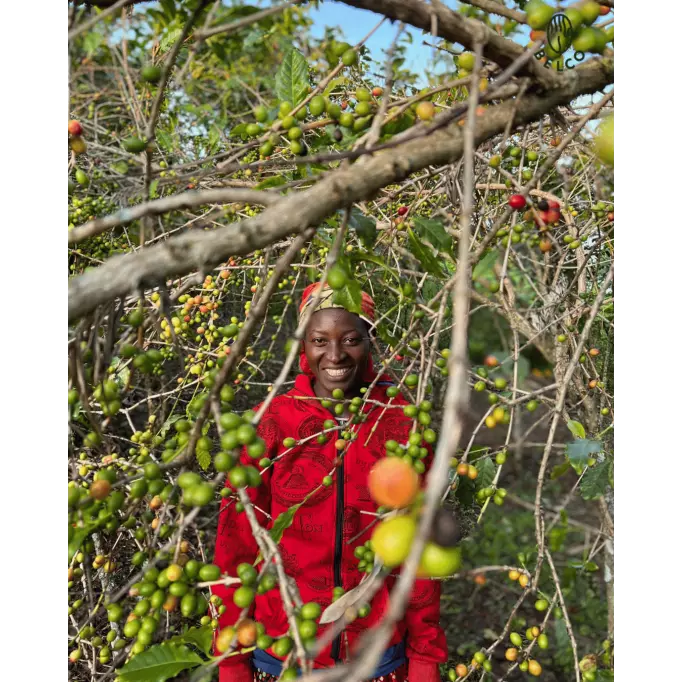 Café moulu Burundi - Shikankoni Café moulu Burundi - Shikankoni