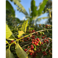 Café moulu Burundi - Shikankoni