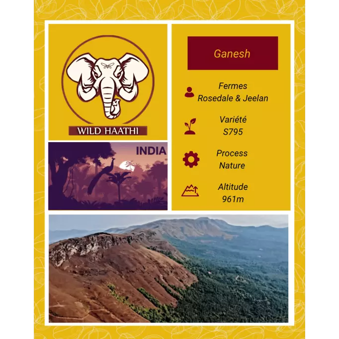 Café du Moment Inde Ganesh En Grain