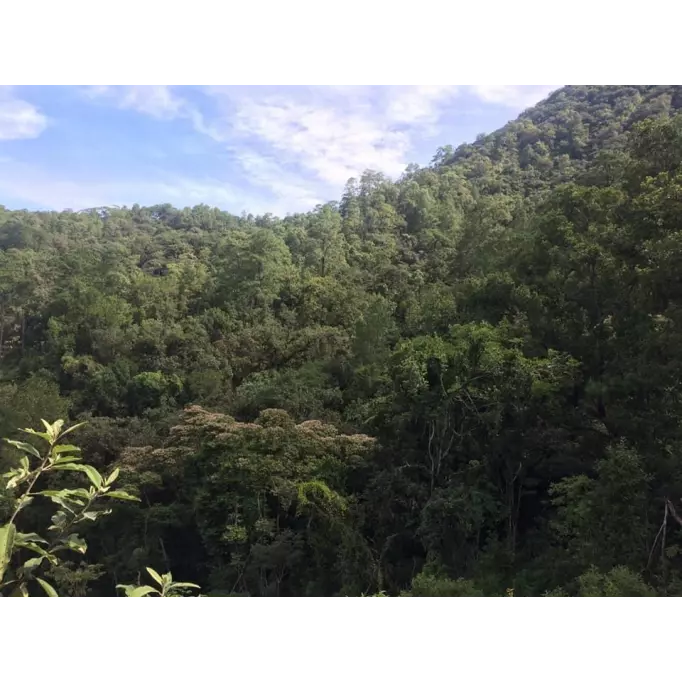 Café du Moment, Ganesh d'Inde
