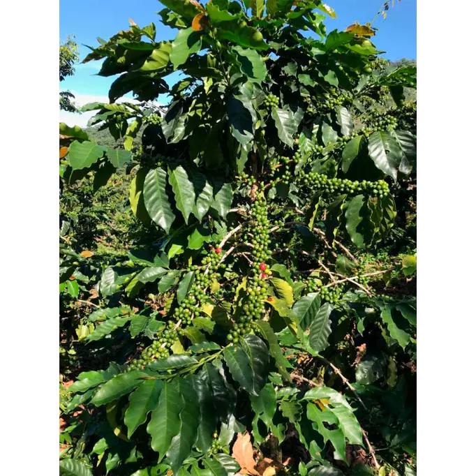 Xochipili | Café Moulu - Mexique - Chiapas