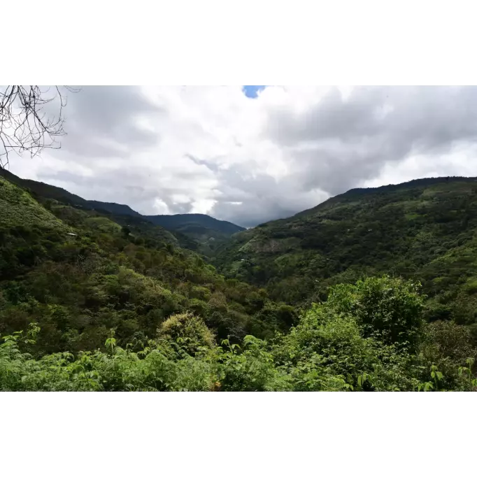 Région de la culture du Manzanilla - Belco©