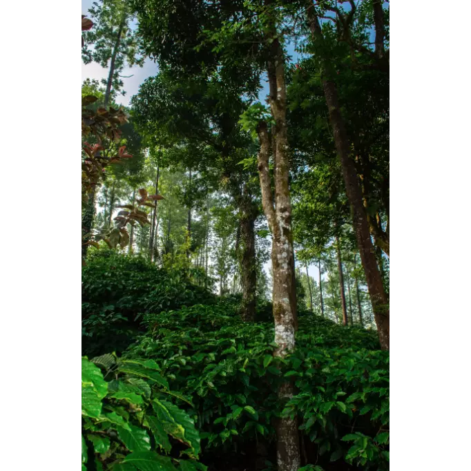 Photo de la région de culture du Malabar - Belco©