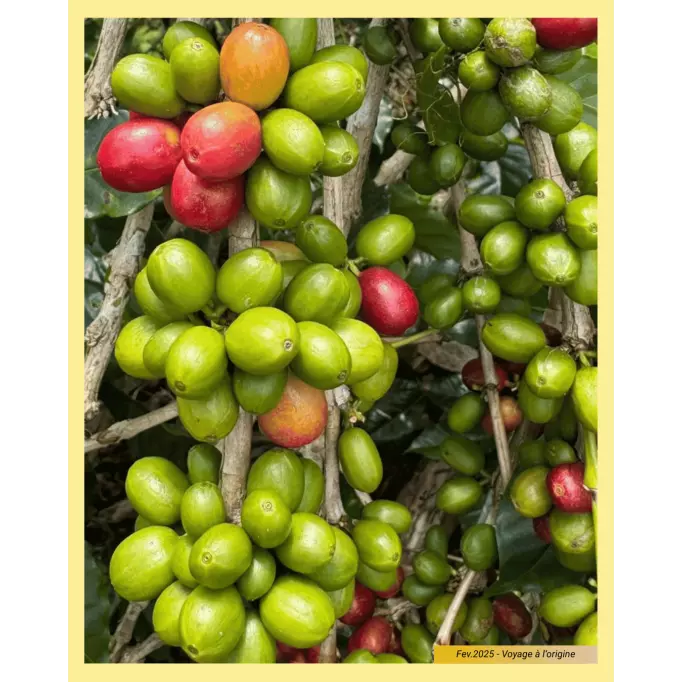 Photo d'une branche de cerises de café sur la plantation - Prise en février 2025 - Voyage à l'origine du café en Indonésie