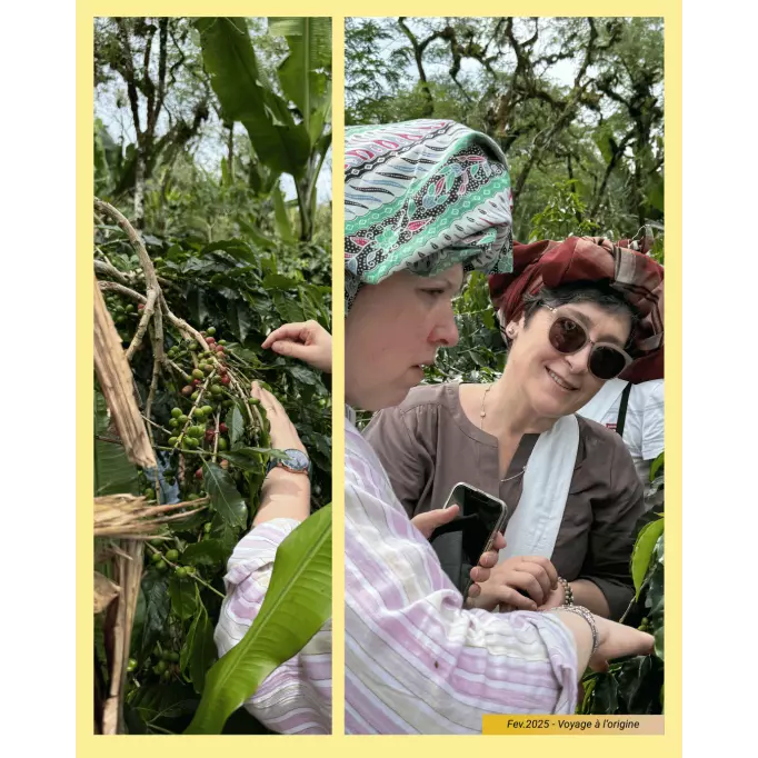 Photo initiation à la cueillette (deux collègues torréfactrices) - Prise en février 2025 - Voyage à l'origine du café