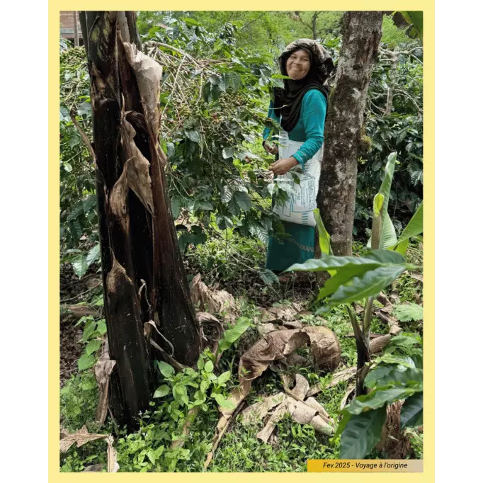 Photo sur la plantation - Prise en février 2025 - Voyage à l'origine du café en Indonésie_ La Brûlerie Occitane©