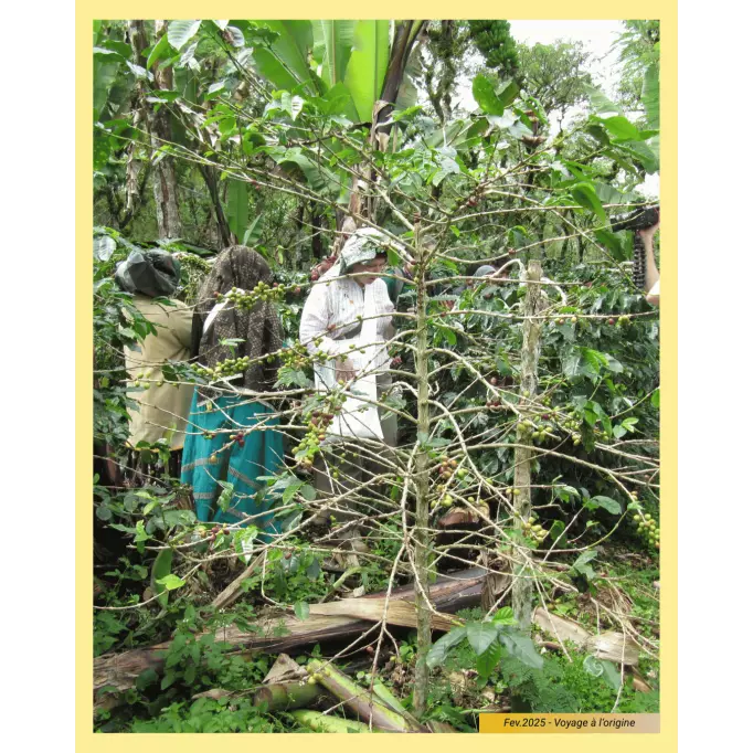 Photo 2 sur la plantation - Prise en février 2025 - Voyage à l'origine du café en Indonésie_ La Brûlerie Occitane©