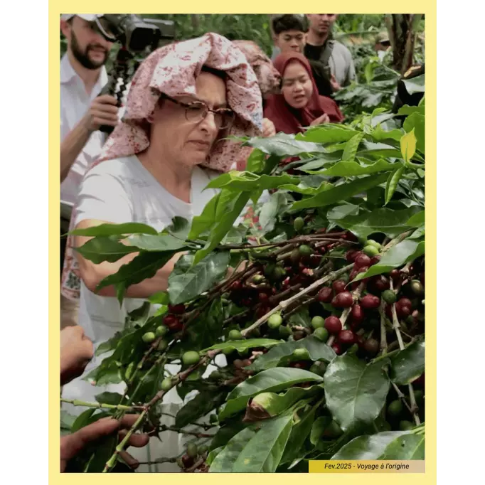 Photo initiation de Luisa à la cueillette sur la plantation - Prise en février 2025 - Voyage à l'origine du café en Indonésie