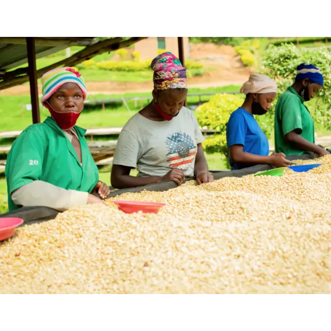 Café moulu du Rwanda - Arabica