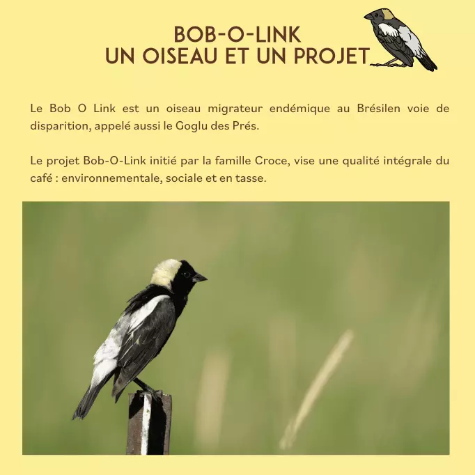 Le projet bob-o-link