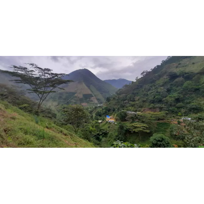 Finca Colombie BELCO©